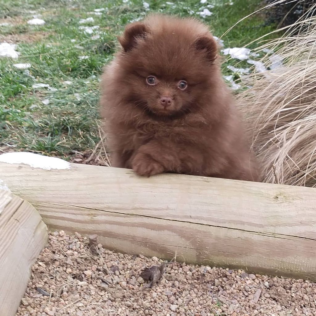 De sand-pam - Disponible 1 mâle chocolat aux yeux vert 