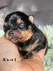  - Naissance nains 100% Black And Tan