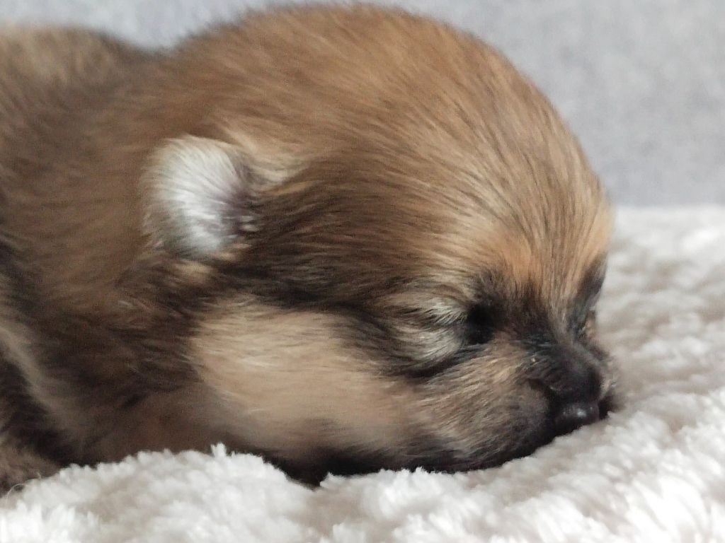 De sand-pam - Photos des bébés de Rose