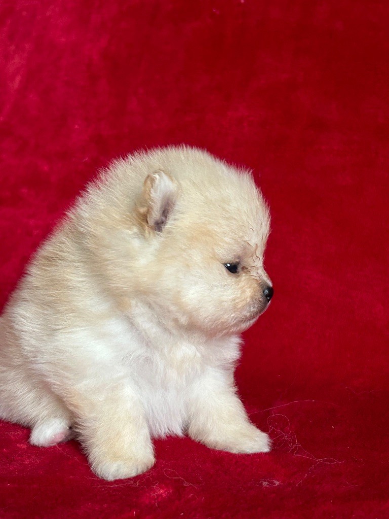 De sand-pam - Chiot disponible  - Spitz allemand