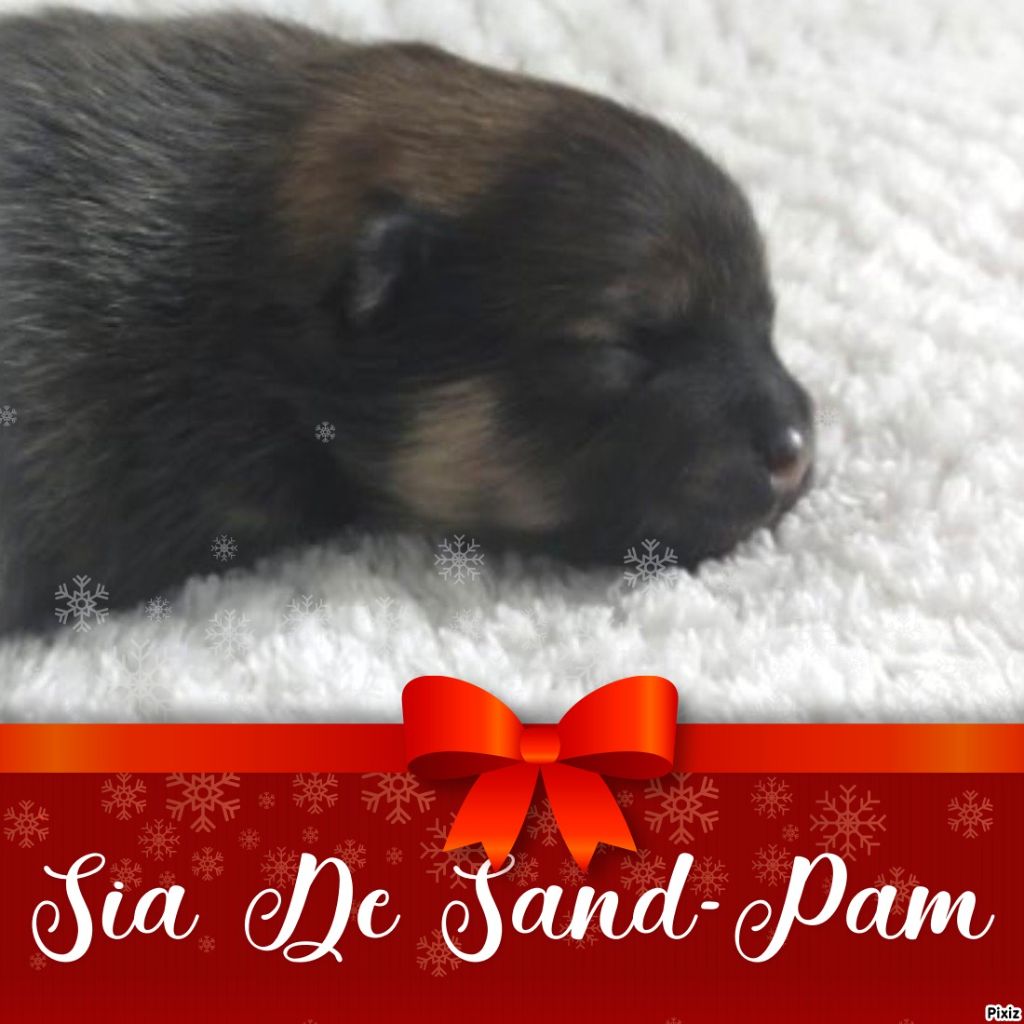 De sand-pam - Spitz allemand - Portée née le 24/11/2021