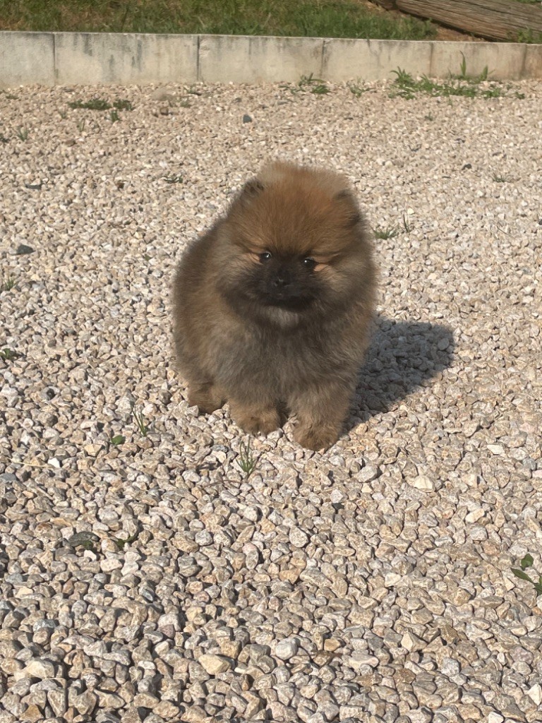 chiot Spitz allemand De sand-pam