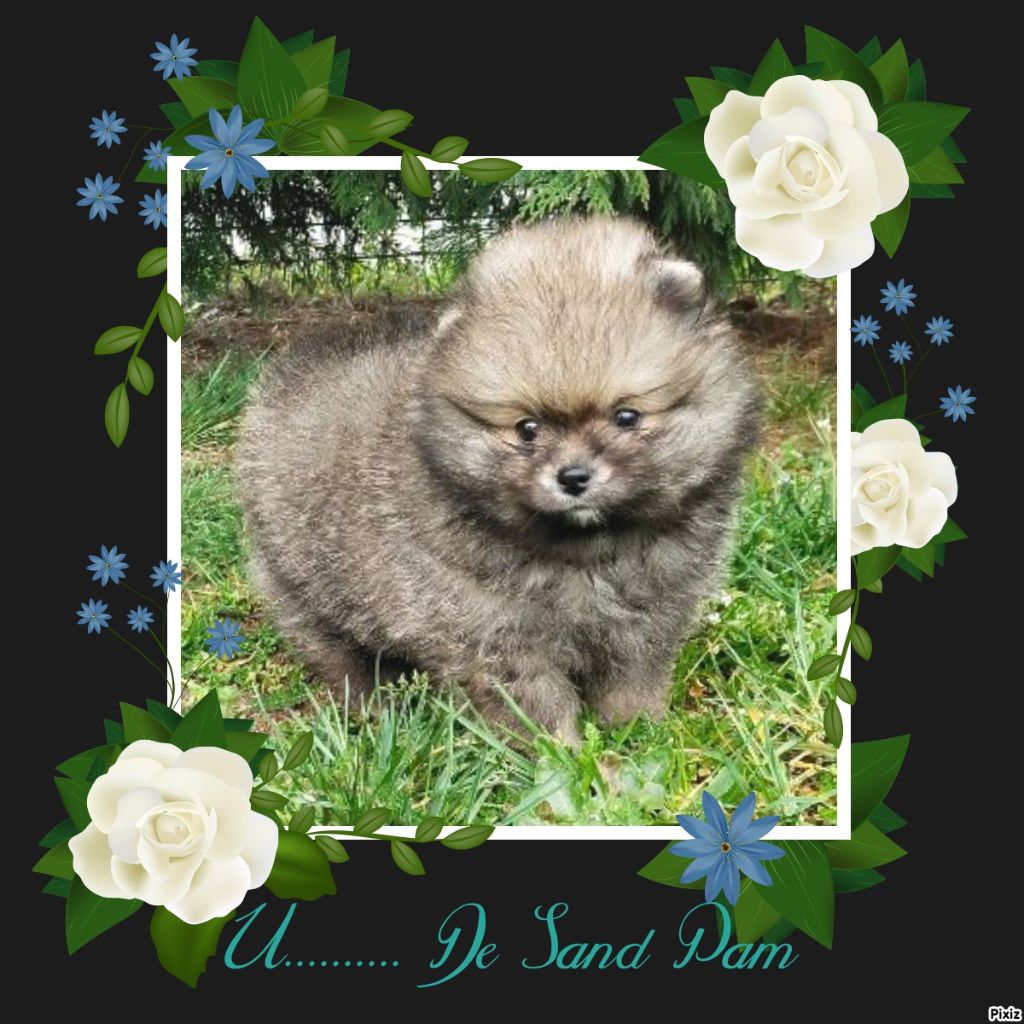 chiot Spitz allemand De sand-pam