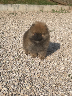 De sand-pam - Spitz allemand - Portée née le 03/05/2023