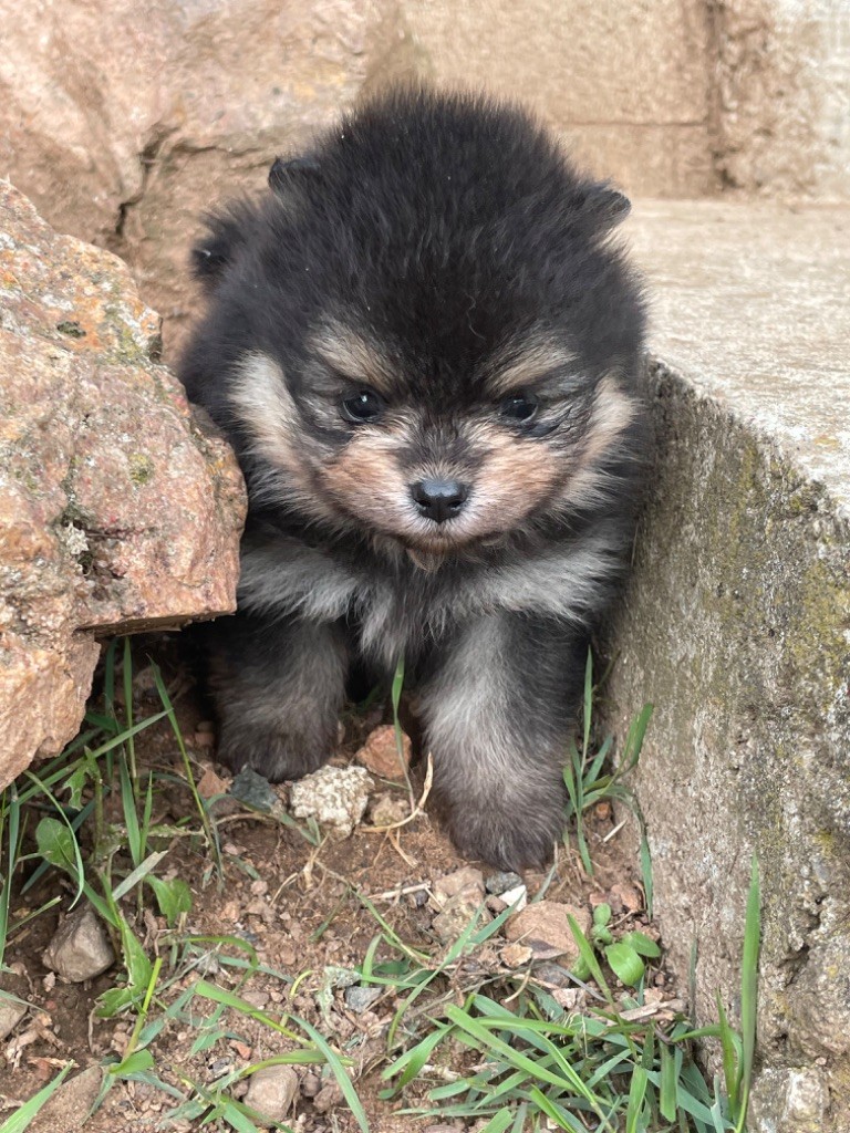 chiot Spitz allemand De sand-pam