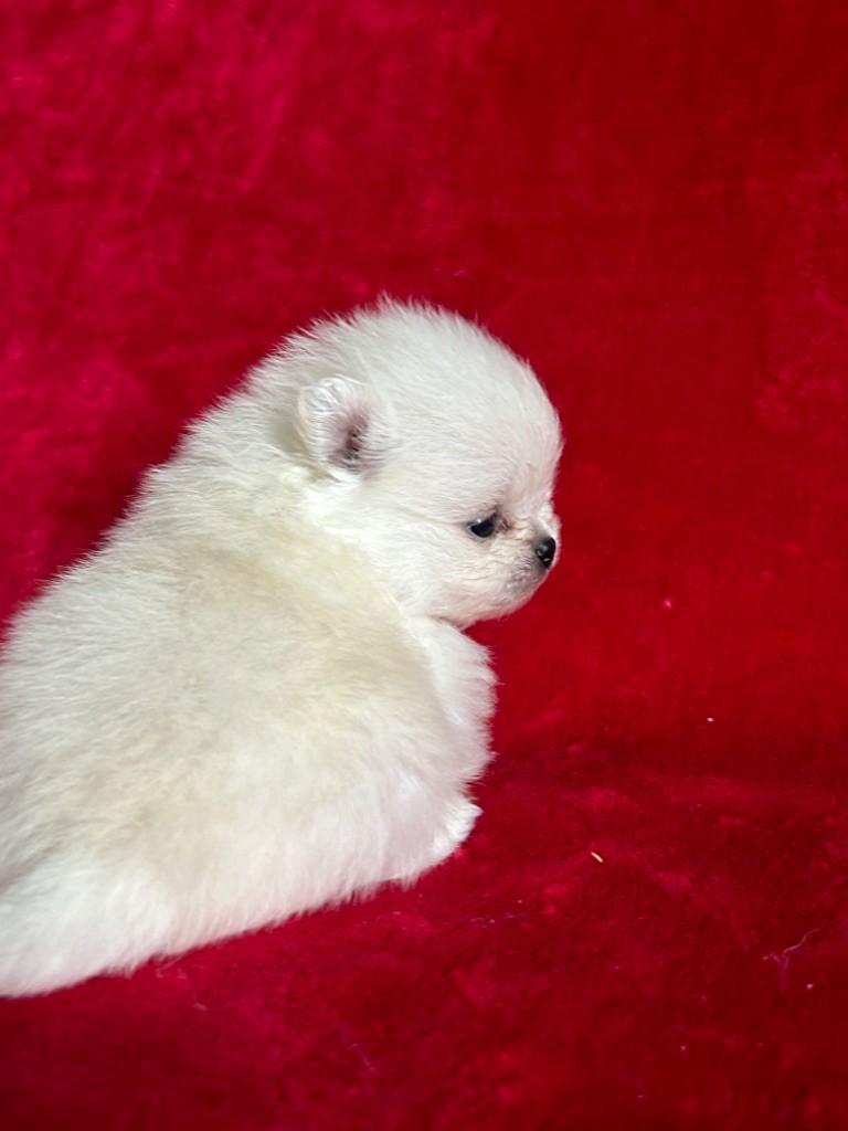 De sand-pam - Chiot disponible  - Spitz allemand