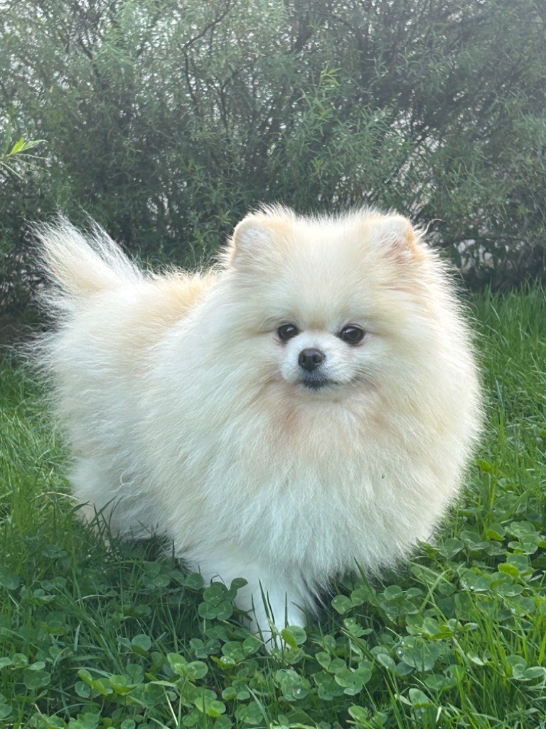 belle boule de marie Noura