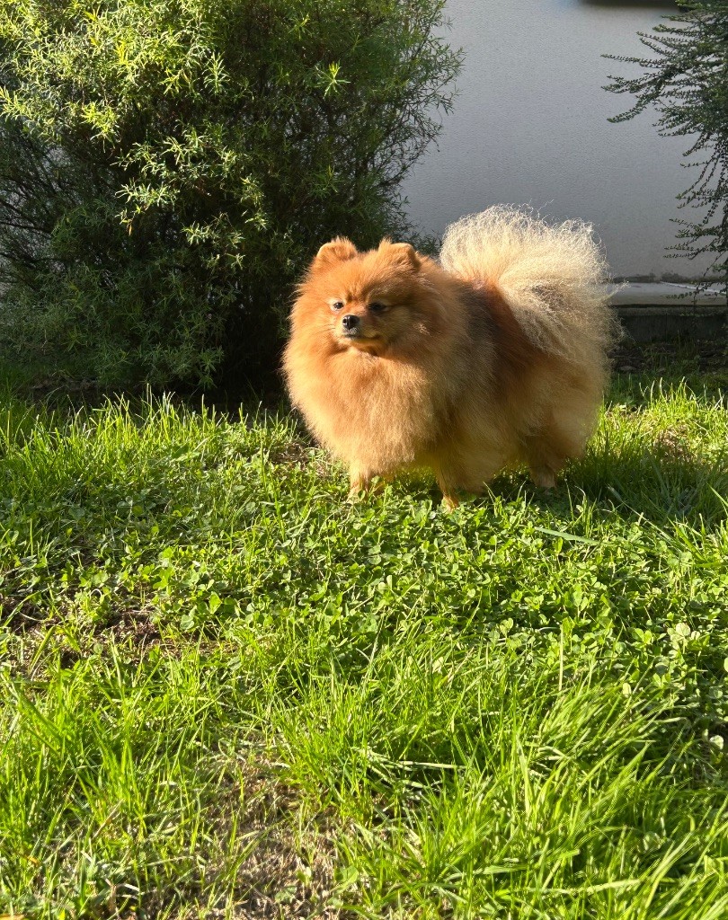 verena sunlight Honda charming