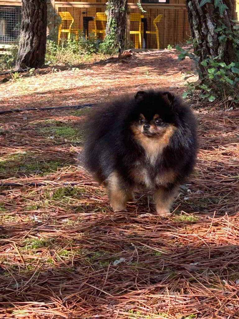 CH. kenigsvet Zippo light