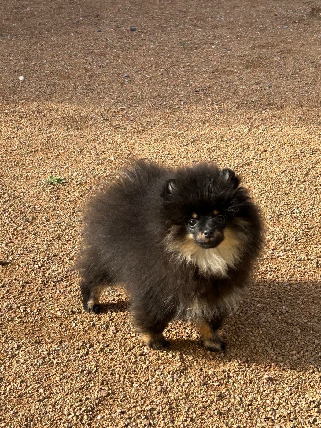 Dispo femelle de 4 mois