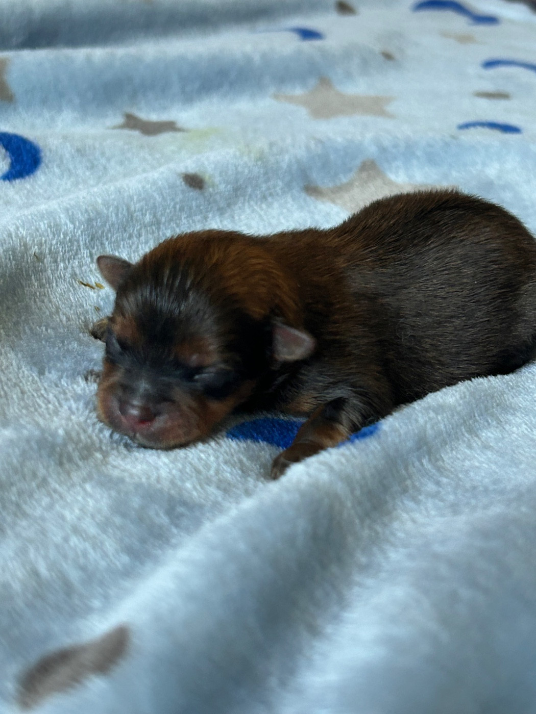 Nouvelle naissance