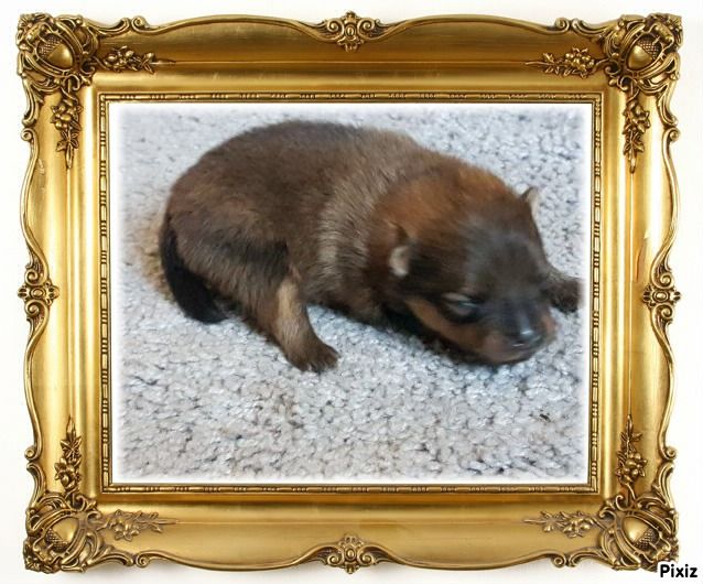 De sand-pam - Photos des bébés à 9 jours