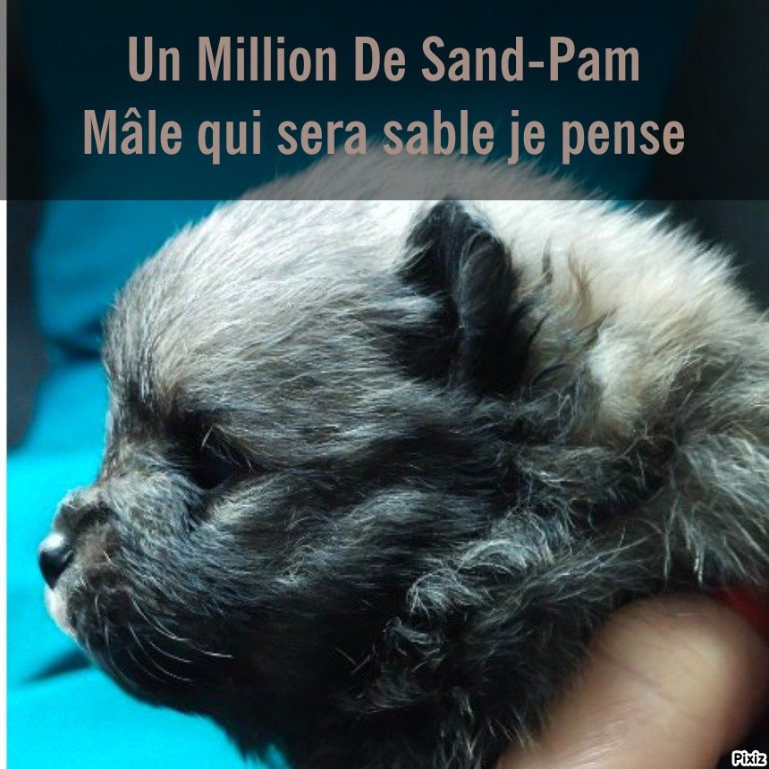 De sand-pam - Photos à 3 semaines