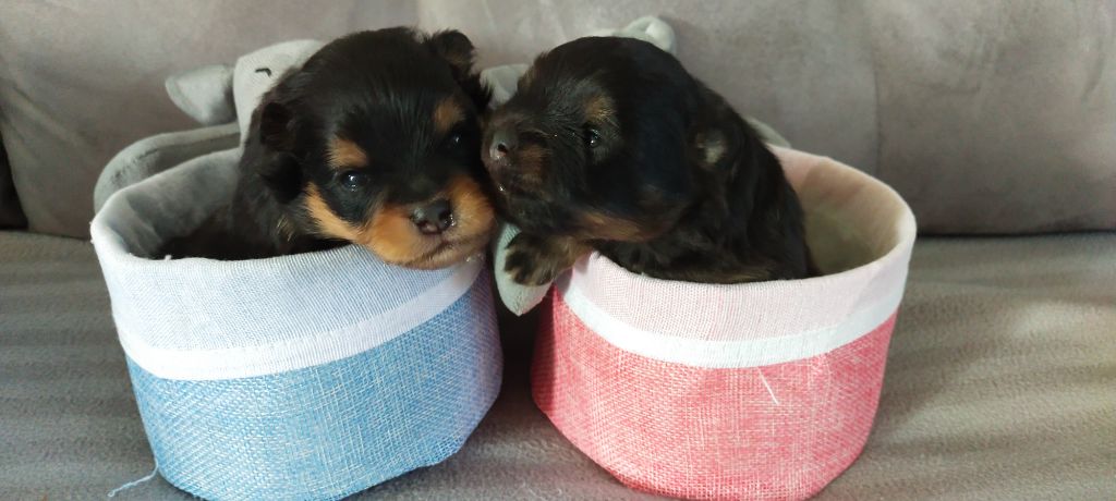 De sand-pam - 2 superbes black and Tan à réserver