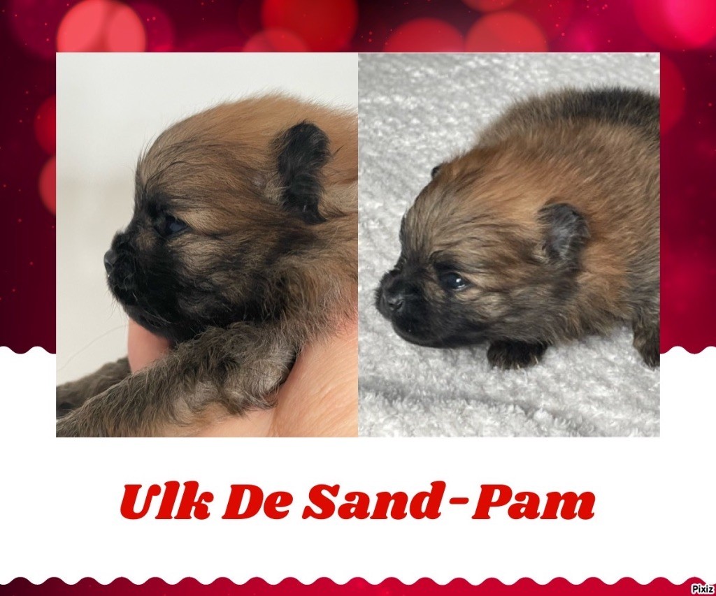 De sand-pam - 2 mâles et 1 fille dispo à la réservation
