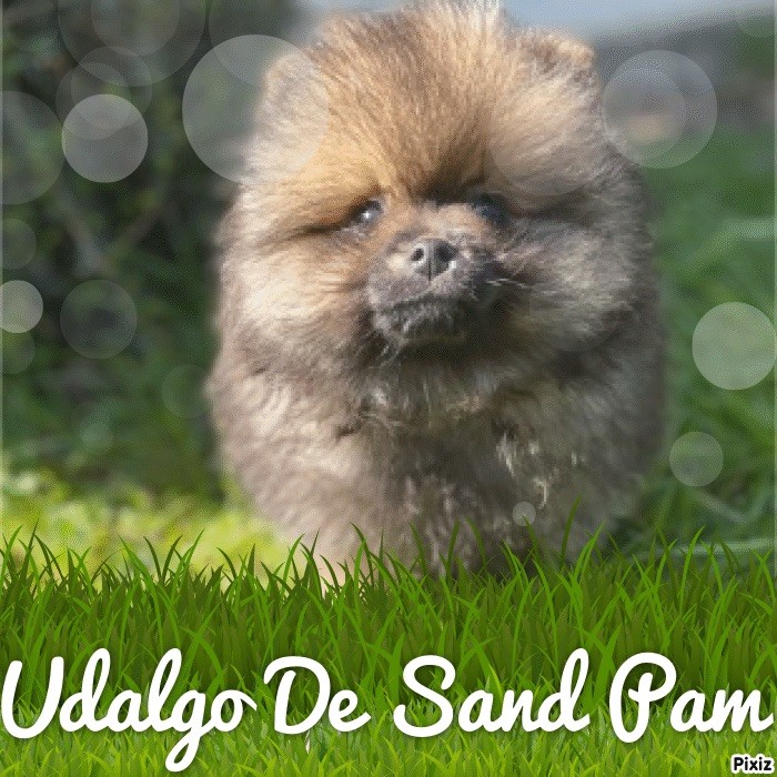 De sand-pam - Un mâle de disponible