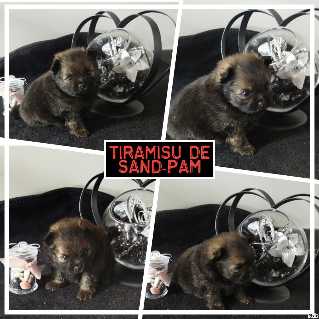 De sand-pam - Chiots disponibles