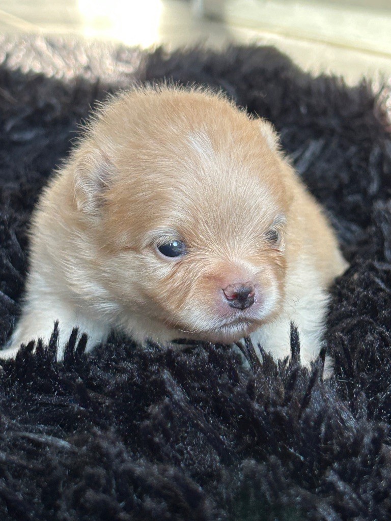 Bébés disponibles à la réservation 