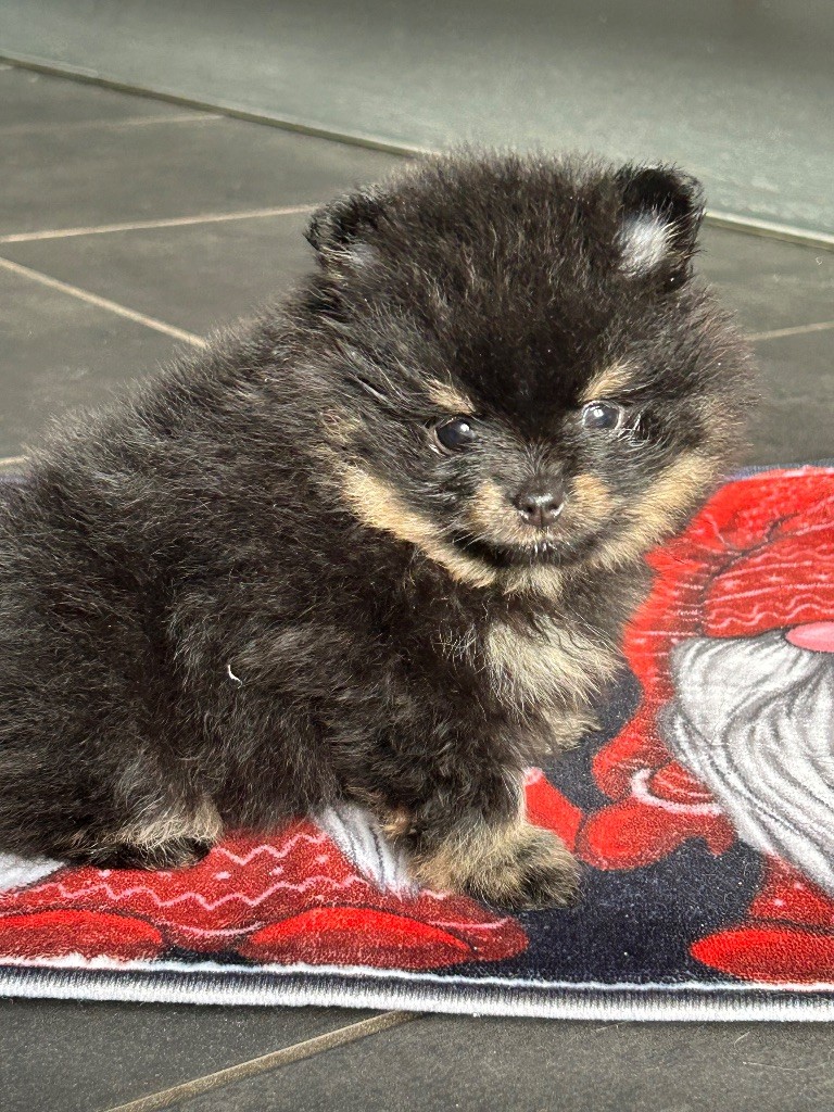 Dispo femelle black And tan 