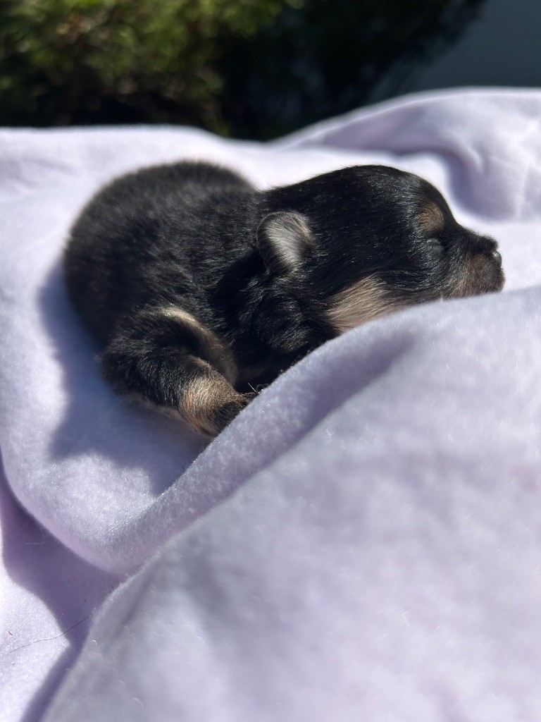 Nouvelle naissance 