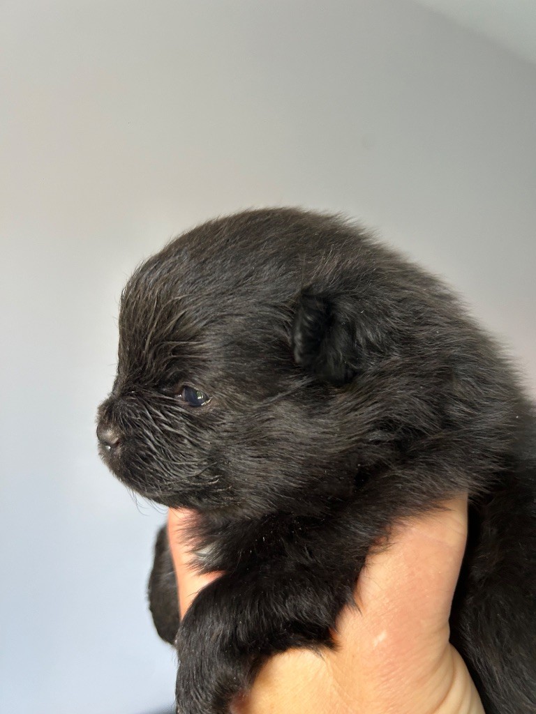 2 femelles noires disponibles 