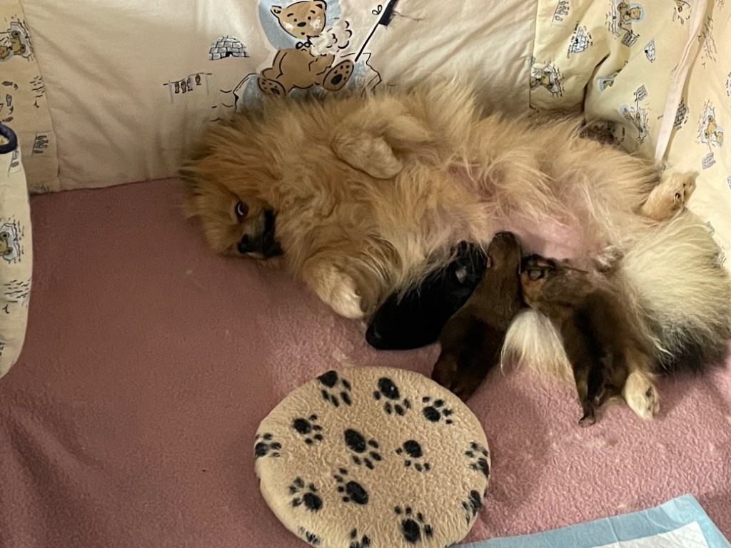 De sand-pam - Dernière naissance de l?année