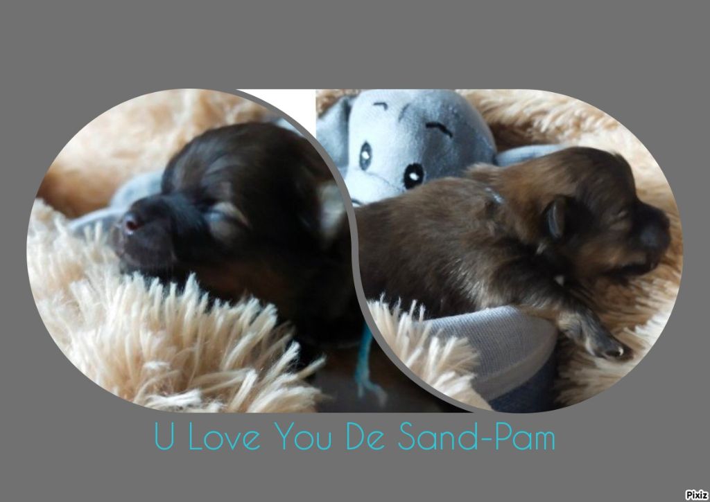 De sand-pam - Première naissance 2023