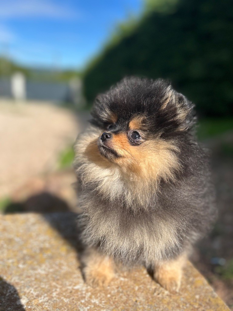 De sand-pam - Chiots disponibles - Spitz allemand