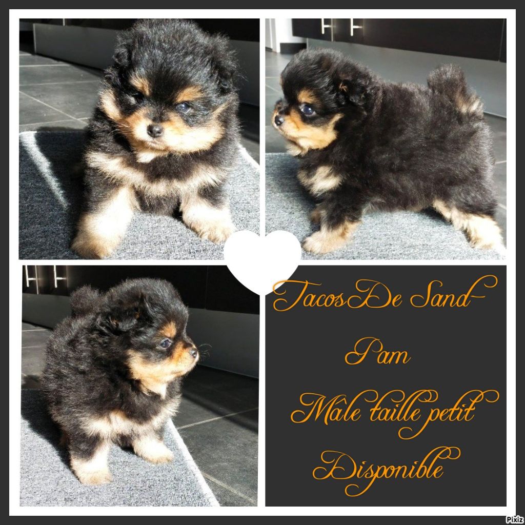 De sand-pam - Spitz allemand - Portée née le 06/10/2022