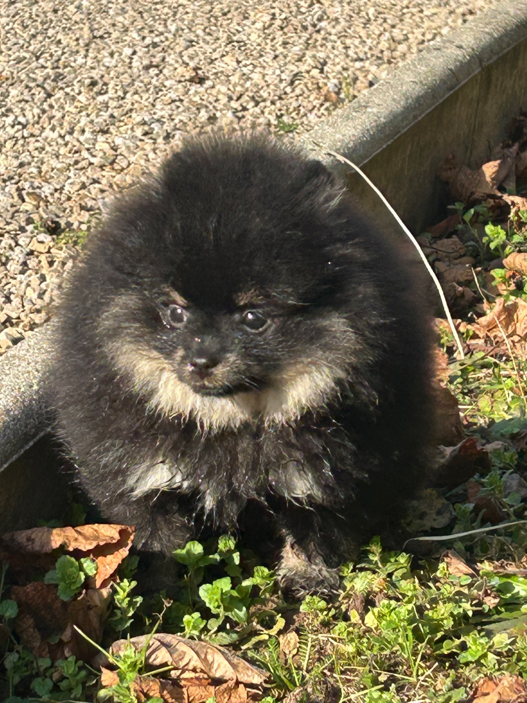De sand-pam - Chiots disponibles - Spitz allemand