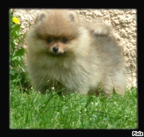 De sand-pam - Spitz allemand - Portée née le 24/03/2016