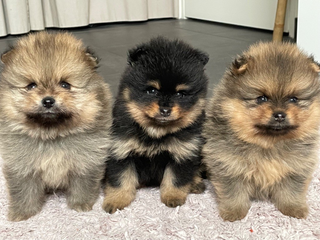 De sand-pam - Spitz allemand - Portée née le 11/12/2023