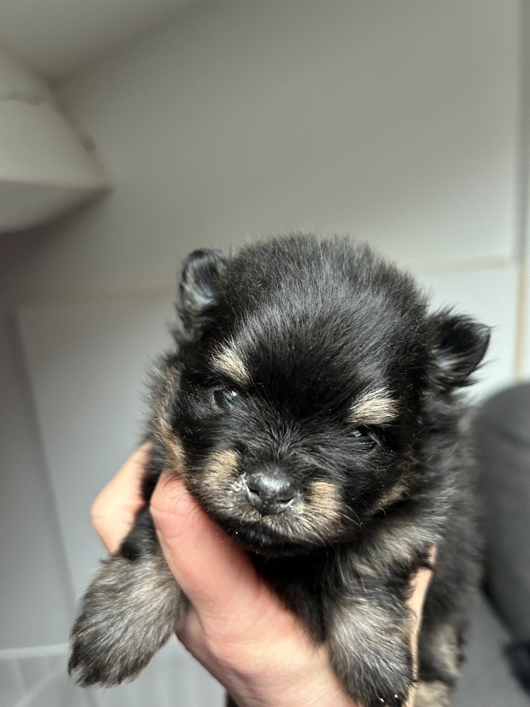 De sand-pam - Chiots disponibles - Spitz allemand