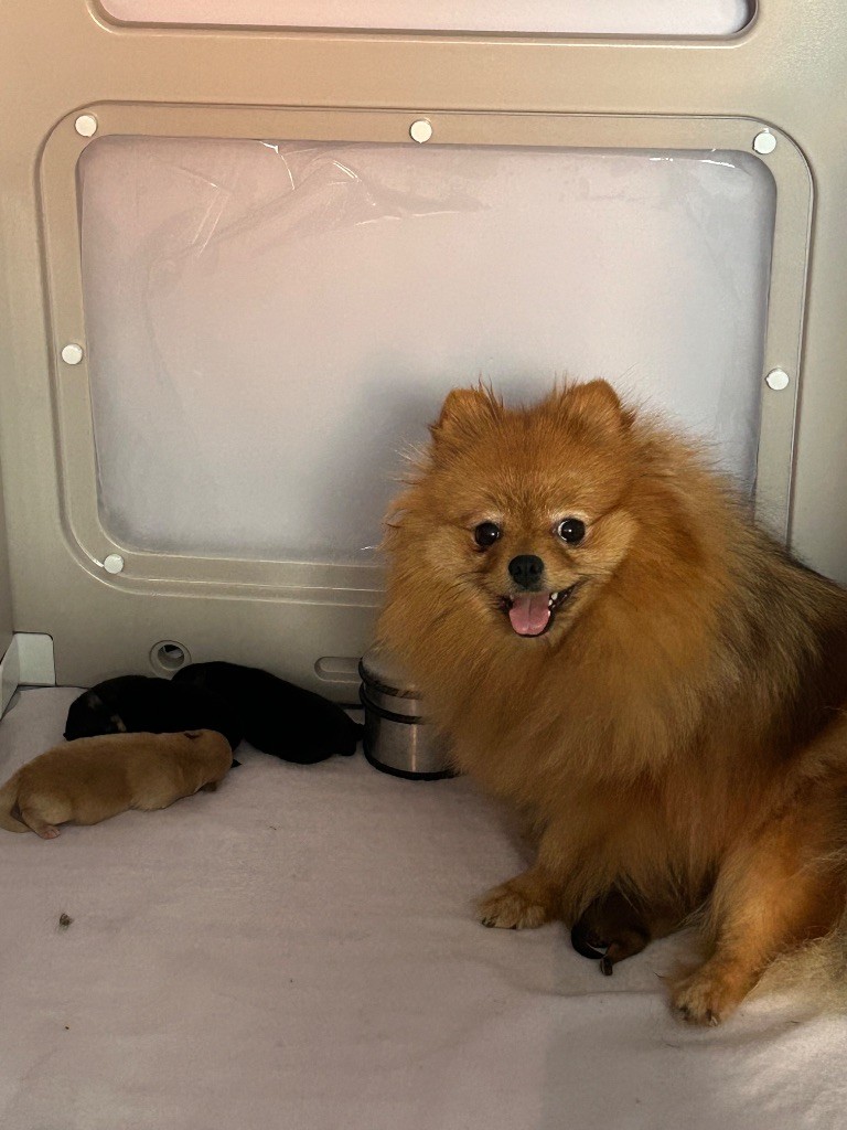 Chiot Spitz allemand De sand-pam