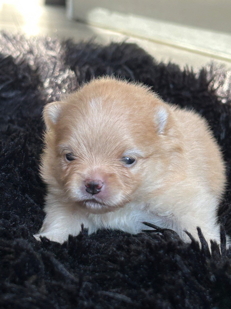 De sand-pam - Chiots disponibles - Spitz allemand