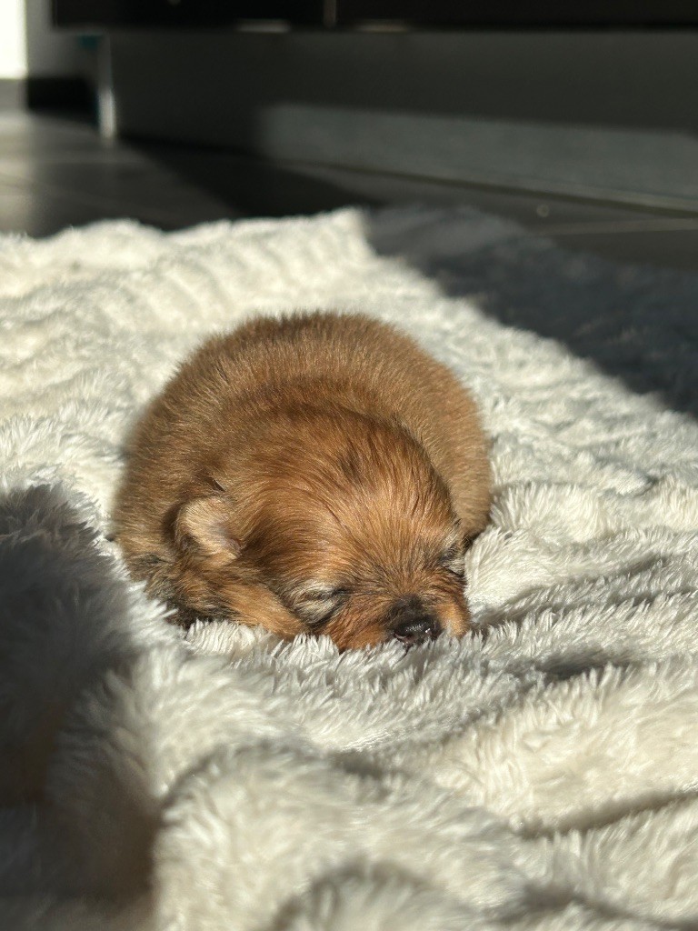 De sand-pam - Chiots disponibles - Spitz allemand