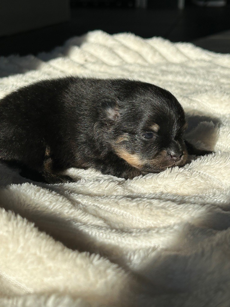 De sand-pam - Chiots disponibles - Spitz allemand