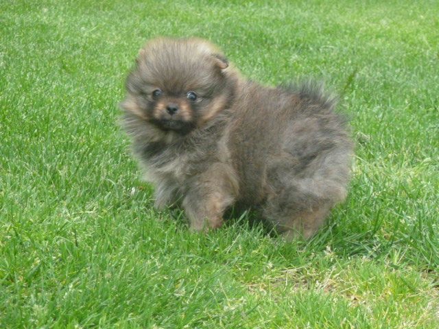 De sand-pam - Spitz allemand - Portée née le 29/03/2016