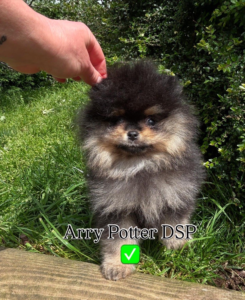 De sand-pam - Chiots disponibles - Spitz allemand