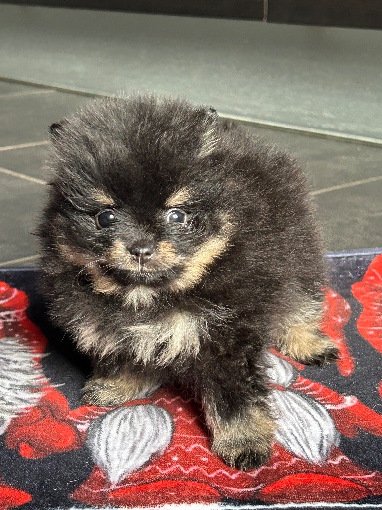 De sand-pam - Chiots disponibles - Spitz allemand