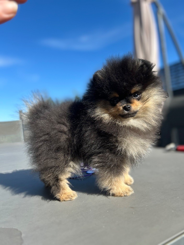 De sand-pam - Chiots disponibles - Spitz allemand