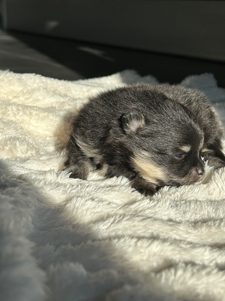 De sand-pam - Chiots disponibles - Spitz allemand