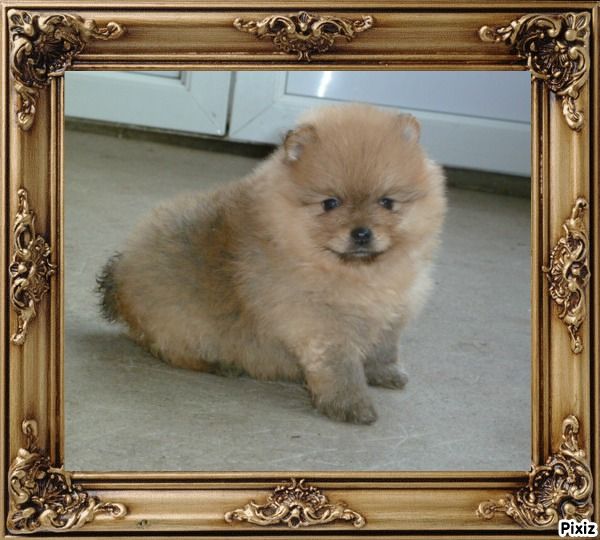 De sand-pam - Spitz allemand - Portée née le 24/01/2017