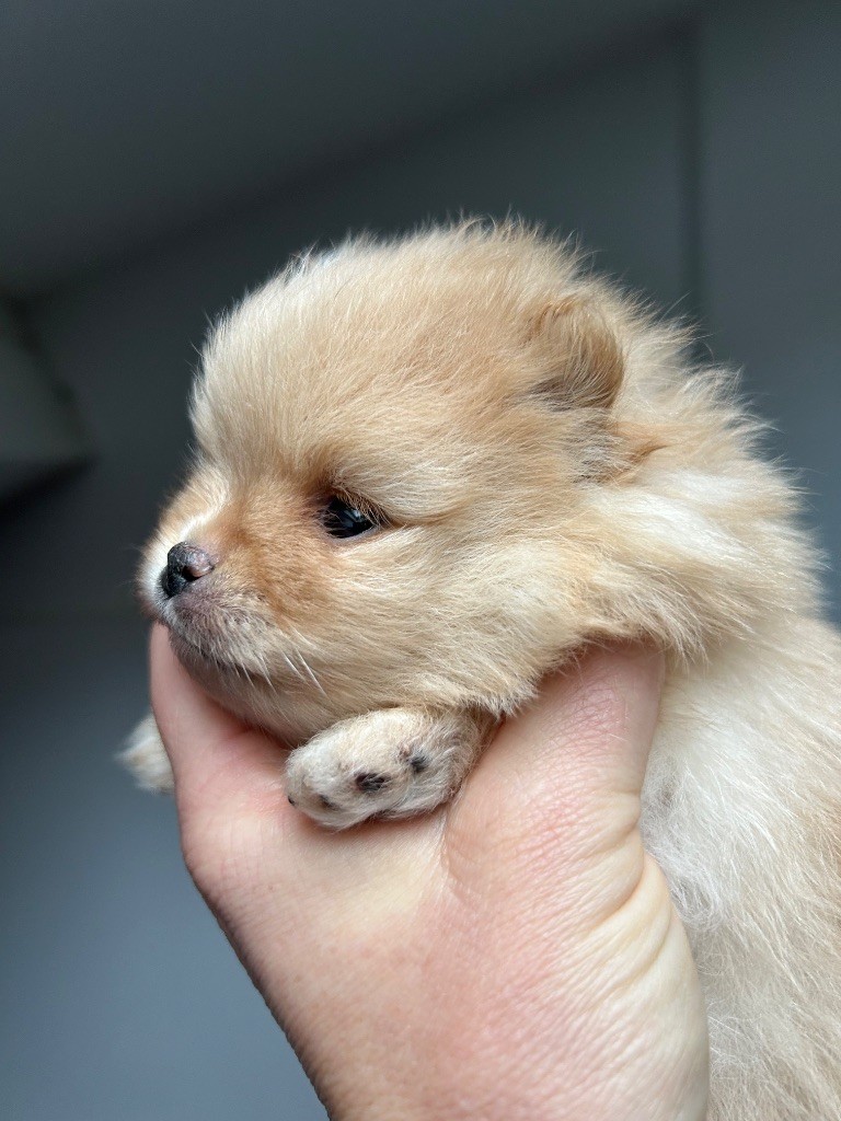 De sand-pam - Chiots disponibles - Spitz allemand