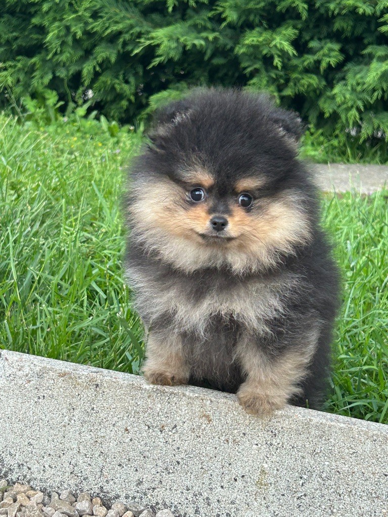De sand-pam - Chiots disponibles - Spitz allemand